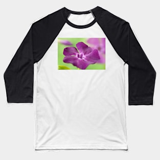 Vinca minor  &#39;Atropurpurea&#39;   AGM  Dark purple-flowered periwinkle  Syn.  Vinca minor &#39;Purpurea&#39;  Vinca minor &#39;Rubra&#39; Baseball T-Shirt